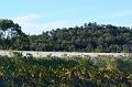 Symphony Hill vineyard P1070890